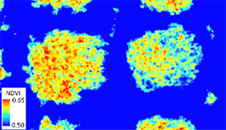 図 ８　UAV画像から算出された各樹木のNDVI値