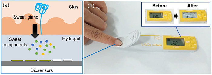 図1(a)ハイドロゲルを用いた安静時汗成分採取の概要図。(b) 市販小型Na+イオンセンサを用いた汗成分採取・検出のデモ写真（参考文献25より引用。）