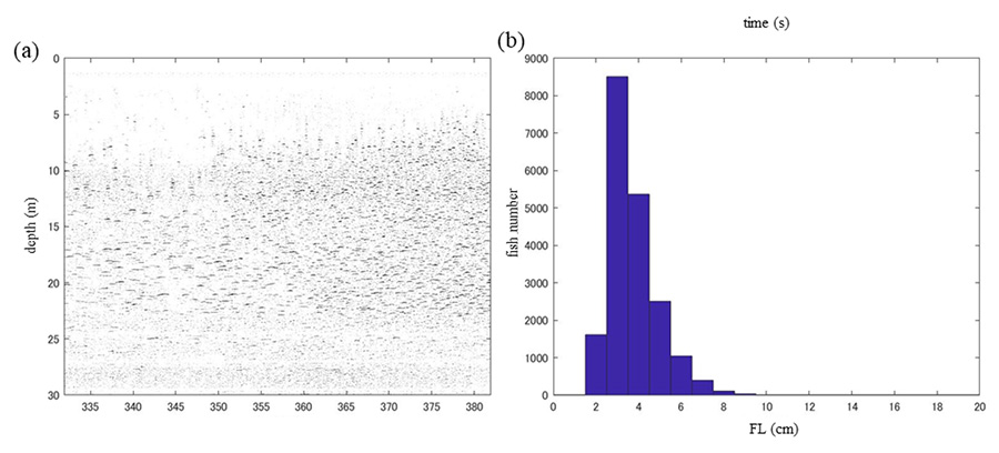 図３．カタクチイワシ魚群対するエコー．(a) エコーグラム（横軸が時間，縦軸が深度），(b) 検出された魚体長分布(松尾(2022)の図２を引用)．