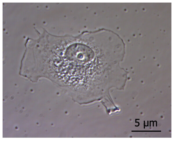 図１：COS７細胞の光学顕微鏡像