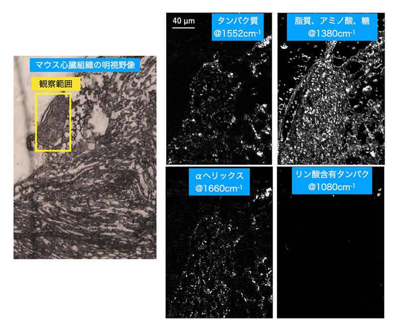 図６：マウス心臓組織の超解像赤外分光イメージング