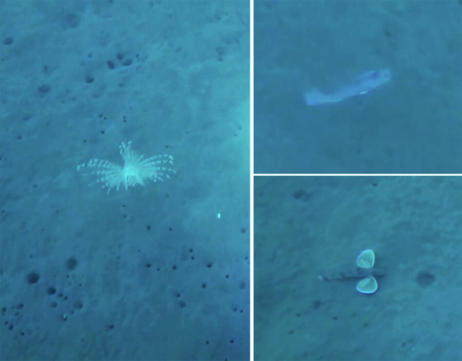 図2 ホバリング型AUVが観測した画像の一例．海底に生息する魚の様子を把握できる．