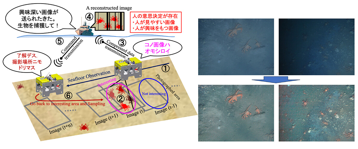 図４　AUVによる生物サンプリング。左はコンセプト図、右は開発した水中画像補正処理技術。