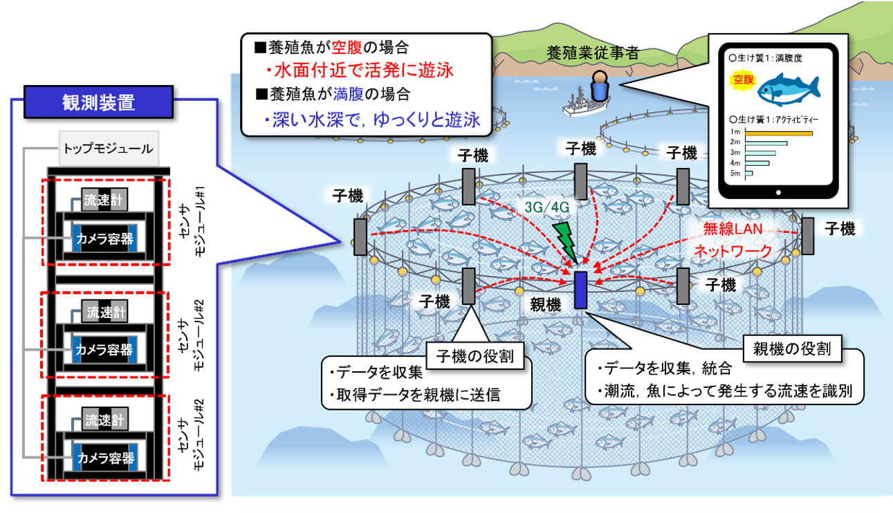 図２　流速センサネットワークを用いた養殖魚の餌食いつき度判定システムの概要