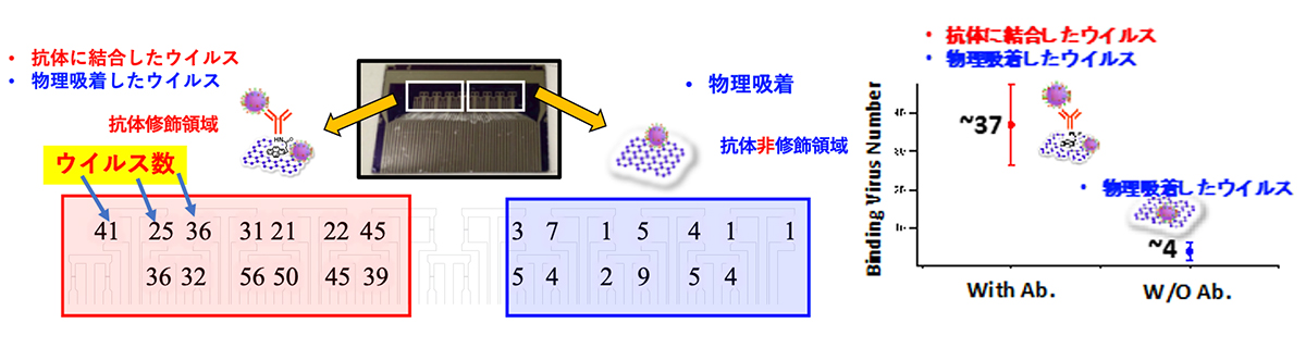 図9. 新型コロナウイルス導入による抗体修飾したFETとしないFETの結合したウイルス数。